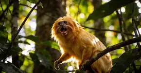 Foto: (Imagem sem texto alternativo disponivel ID [2702577])