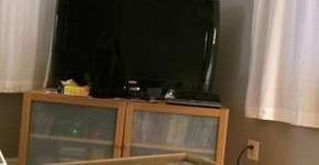 Encontre o gato: o desafio da vez que está conquistando a web