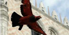 Foto: (Imagem sem texto alternativo disponivel ID [300616])