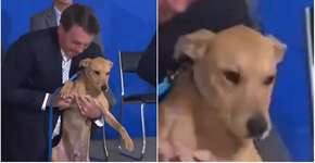 Bolsonaro late e se atrapalha com cão ao assinar lei contra maus tratos
