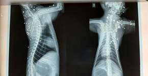 Gato é morto com mais de 100 tiros de chumbinho no interior de SP