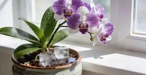 Foto: (Imagem sem texto alternativo disponivel ID [2677223])