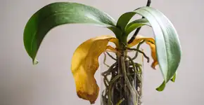 Foto: (Imagem sem texto alternativo disponivel ID [2728468])