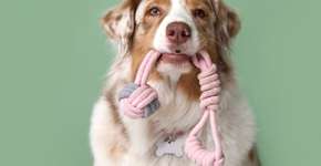 Foto: (Imagem sem texto alternativo disponivel ID [2591373])