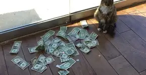Gato gatuno gosta de ‘roubar’ dólares e dono dá tudo à caridade