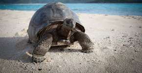 Empresário compra ilha e a transforma em paraíso de animais raros