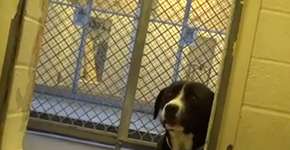 Cachorro abandonado‘enlouquece’ ao perceber que terá um novo lar