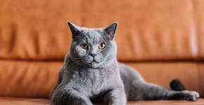 Foto: (Imagem sem texto alternativo disponivel ID [2725687])