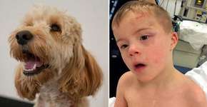 Garoto se esconde em lugar perigoso e é salvo por seu cachorro