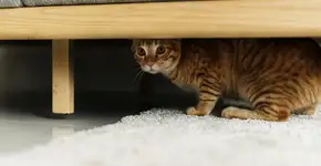 Foto: (Rawpixel/istock)