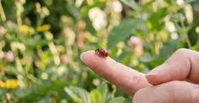 Foto: (Imagem sem texto alternativo disponivel ID [2768822])