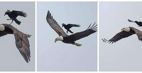 Foto: (Imagem sem texto alternativo disponivel ID [1833403])