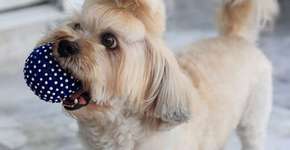 Foto: (Imagem sem texto alternativo disponivel ID [855341])