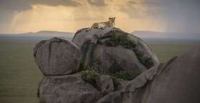 Foto: (Imagem sem texto alternativo disponivel ID [1868183])