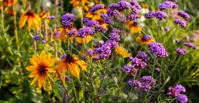 Foto: (Maryviolet/istock)