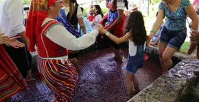 Festa da pisa na uva ganha mais um dia na Quinta do Olivardo