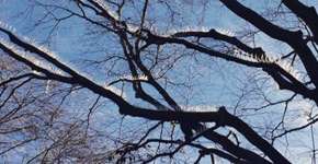 Ingleses instalam espinhos para evitar cocô de pássaros em carros