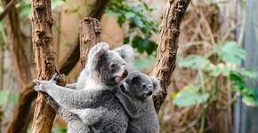 Coalas podem ser extintos antes de 2050