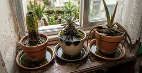 Para o cacto, a suculenta e o aloe vera durarem anos: o macete não é regar pouco, mas nunca deixar o vaso sem drenagem