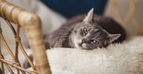 A linguagem secreta dos gatos: estudo descobre como se comunicar com os felinos