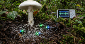 Foto: (Imagem sem texto alternativo disponivel ID [2741949])