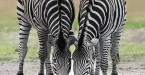 Dicas para conhecer Zimbábue