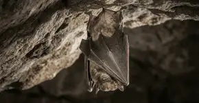 Foto: (Imagem sem texto alternativo disponivel ID [2754619])