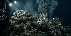 Quase 1 milhão de vidas prosperando: Ovos encontrados perto de vulcão subaquático