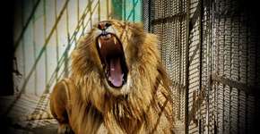 Quatro regras para fugir da crueldade com animais no turismo