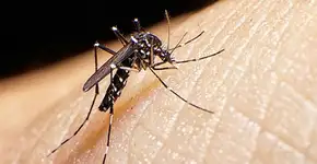 Brasil gasta R$ 4,7 bilhões por ano com a dengue