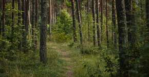 Foto: (Foto: Lauri Poldre/Pexels)