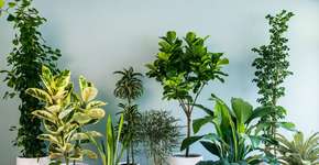 7 plantas que afastam a negatividade da casa