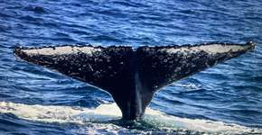 Foto: (Divulgação/Projeto Baleia à Vista)