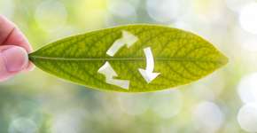 Foto: (Getty Images/Flickr RF)