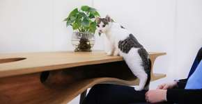 Arquiteto cria mesa para você dividir com seu gato