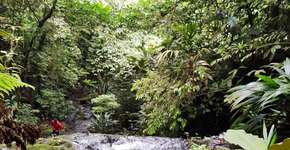 Foto: (Fotos: Divulgação/PSA)