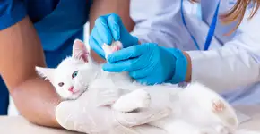 Conheça 10 hemocentros veterinários em São Paulo e salve vidas animais