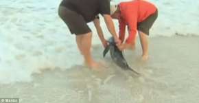 Repórter ajuda a resgatar golfinhos durante cobertura de furacão