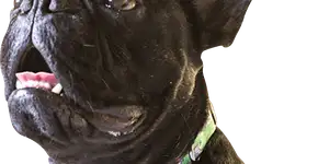 Foto: (Imagem sem texto alternativo disponivel ID [1861535])