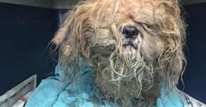 Repaginado, cão abandonado na véspera de Natal ganha novo lar