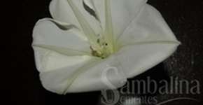 Foto: (Imagem sem texto alternativo disponivel ID [1866277])