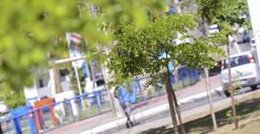 Salvador cria o 1º delivery de árvores da Mata Atlântica do país