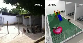 Arquiteta cria projeto para melhorar a vida de animais carentes