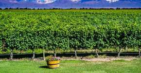 Foto: (Imagem sem texto alternativo disponivel ID [1492065])