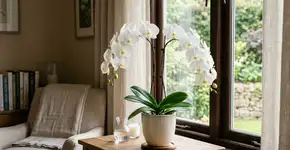 Na Tailândia, para a orquídea durar anos: o macete não é o adubo, mas nunca molhar o miolo das folhas