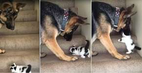 Vídeo mostra pastor alemão ajudando gatinho a subir escadas