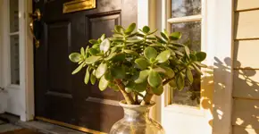 Foto: (Imagem sem texto alternativo disponivel ID [2682333])