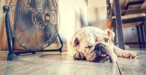 10 dicas para aliviar o calor sem gastar muita água e energia