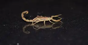 Idosa é picada duas vezes por escorpião em maca de hospital público no Recife