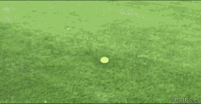 14 gifs divertidos de cães para animar seu dia